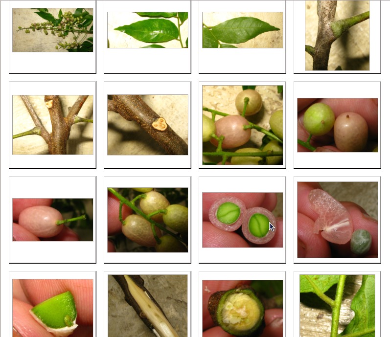 A selection of images for a single plant