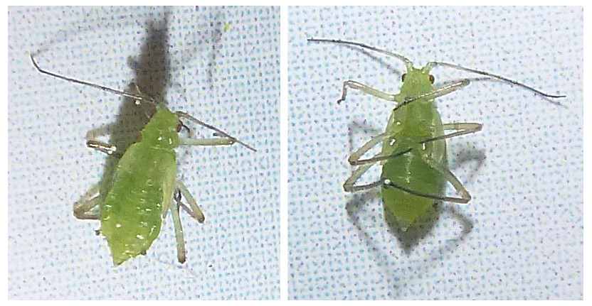 Euceraphis aphid (wingless stage) from our garden