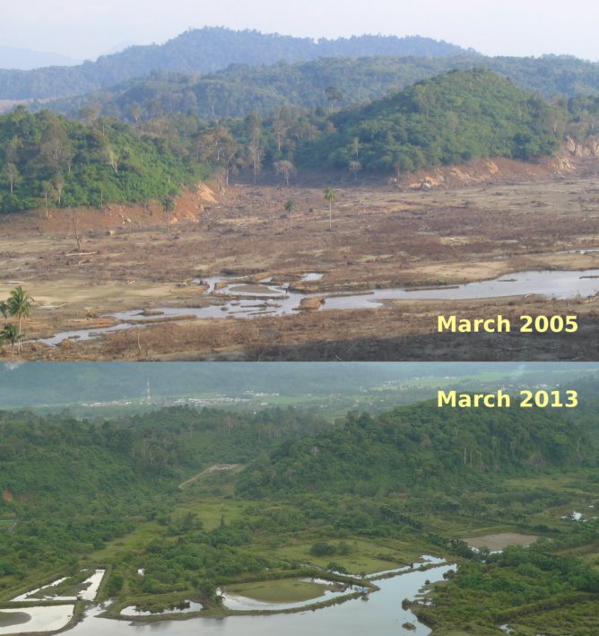 Recovery of vegetation in eight years