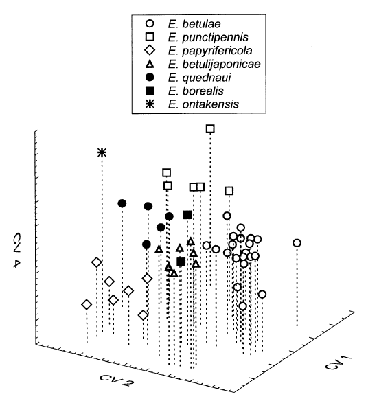 Figure 1. Variation in orthogonal morphometric space of individuals assigned to different species of Euceraphis.