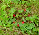 thumbnails/013-Nagoon berries.JPG.small.jpeg