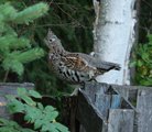 thumbnails/019-Ruffed grouse in the compost.JPG.small.jpeg