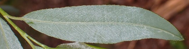 ../previews/007-Salix_arbusculoides_c_leaf_low.jpg.medium.jpeg