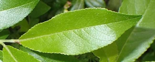 ../previews/026-Salix_myrtillifolia_d_leaf_upp.jpg.medium.jpeg