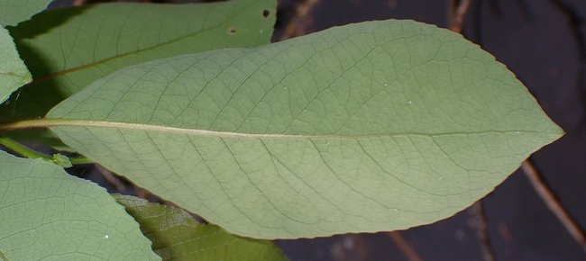 ../previews/032-Salix_pseudomonticola_c_leaf_l.jpg.medium.jpeg