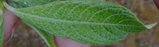 thumbnails/003-Salix_alaxensis_d_leaf_upper_s.jpg.small.jpeg
