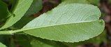 thumbnails/025-Salix_myrtillifolia_c_leaf_low.jpg.small.jpeg