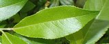 thumbnails/026-Salix_myrtillifolia_d_leaf_upp.jpg.small.jpeg