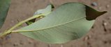 thumbnails/041-Salix_pulchra_c_lower_leaf.jpg.small.jpeg